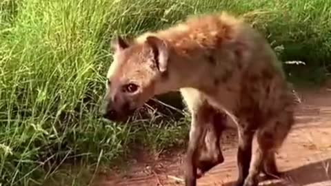 A hyena was bitten off by a lion