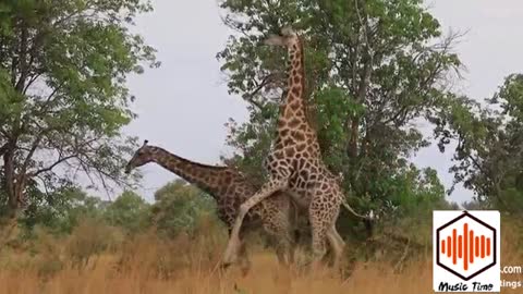 Giraffe tries hard to mate whith female 😱