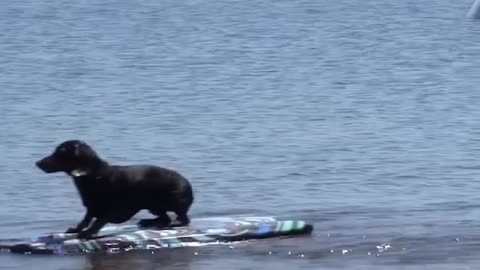 DOG save (most) people at beach 🏖️🤣