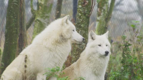 Wonderful wolves