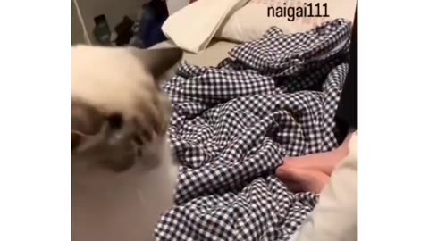 #funny #pet #animals #funnyanimals #fyp #funnycat #funnypet #funnyvideos #foryou