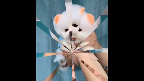 Funny and Cute Dog Pomeranian