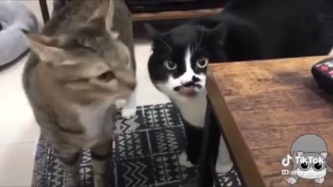 Funny cats 🤣🤣🤣 those are making very funny