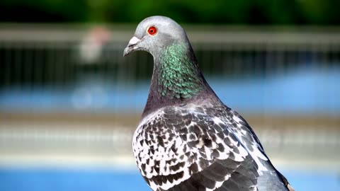 Most Beautiful Fancy Pigeons Collection | Indian Pigeons | World Unique Amazing Pigeon Farm