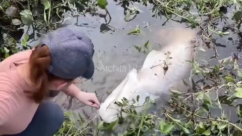 Amazing Fishing Technique With Survival Skills | Animals Funny Video