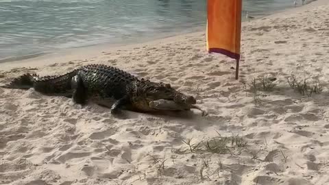 Croc Crawls Up for Food
