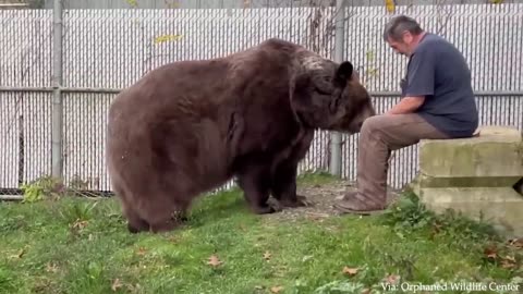 These Animals Don't Forget Their Owners After Years Animal Reunion