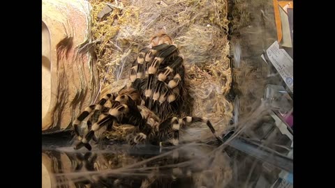 Tarantula Molting (Time lapse)