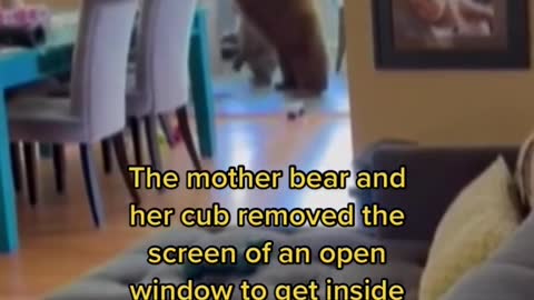 Alice Taylor found two bears in her Monrovia, California kitchen