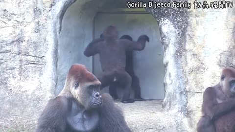 🦍 Funny | Jungle Jokers: These Baby Gorillas Throwin' Hands! | FunFM