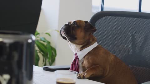 Dog Puppy tie a job office 😍