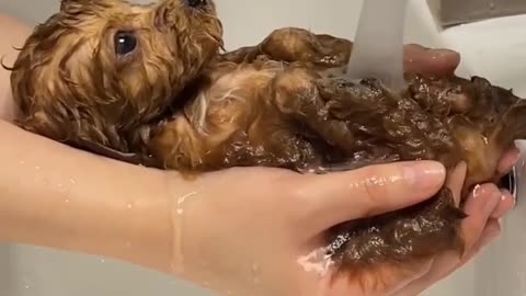 A perfect bath for a beautiful and cute puppy