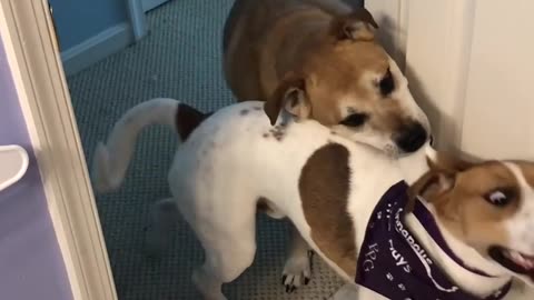 Dog Drags Another Dog Out of Room by Leash