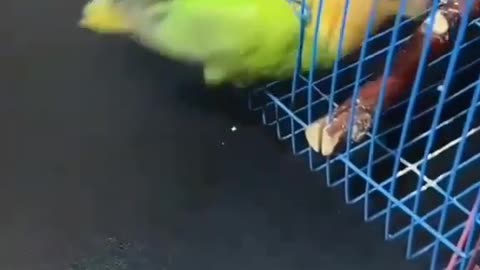 Smart Parrot Must Watch