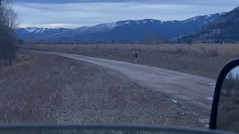 Wyoming Mule Deer He Knows