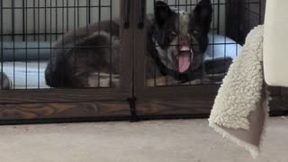 Dog Makes Funny Face In Crate