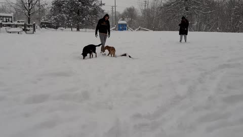 Winter at the Dog Park