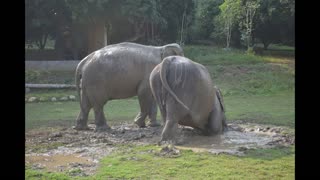 Kanta Elephant Sanctuary, Chiang Mai, Thailand