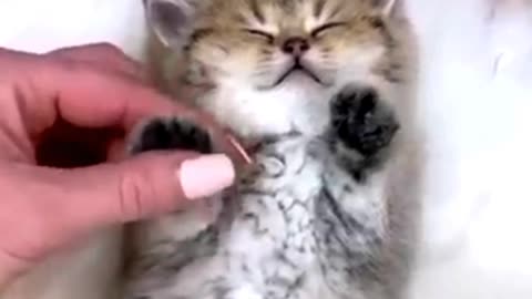 Cute Cat Sleeping 😴