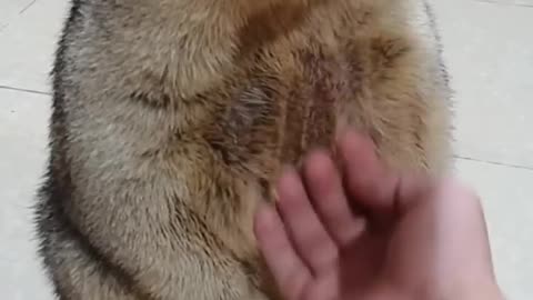 Petting a Friendly Marmot after he freezes