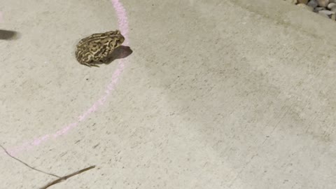 Chalk Circle Keeps Toad Contained