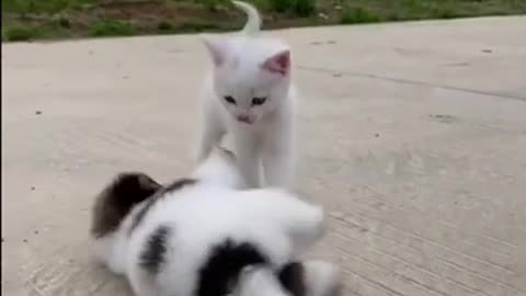 Puppy Plays With Kitten