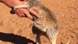 Indi the Orphan Baby Kangaroo