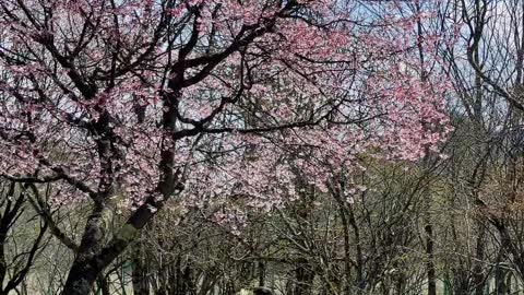 An agreement under the cherry tree to travel to the Great Jiuhu Lake