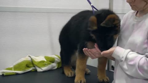 German Shepherd puppy is a dramatic singer for her first bath