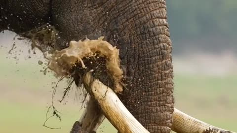 Today we celebrate the largest land mammals on Earth 🐘 #WorldElephantDay (🎥 Aarzoo Khurana)