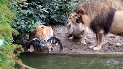 Lion catching bird - Artis Zoo in Amsterdam