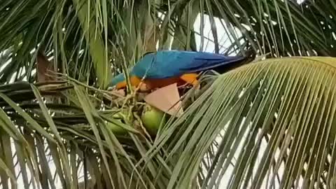 Parrot picks coconut and drinks its water