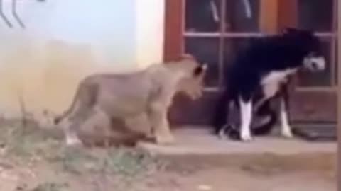 Funny Animal Videos #66