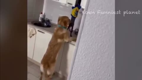 Dogs breaking into kitchen cabinet