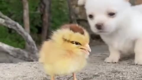 Chicken and duck playing