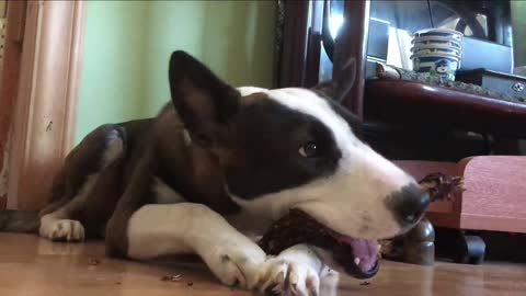 Juliet nibbles a stick, although the house is full of food!