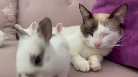Baby Bunnies Wake Up a Sleeping and Lazy Cat