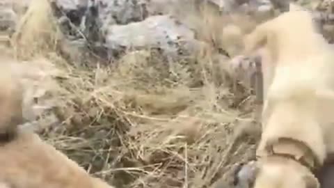 Two dogs attack a hyena with unexpected ferocity - كلبان يهاجمان ضبعا بشراسة غير متوقعة