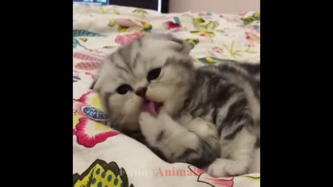 Cute Cat videp