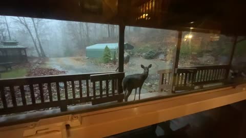 Deer 🦌 NW NC at The Treehouse 🌳 Lady and her crew taking respite from the rain all day ☔️