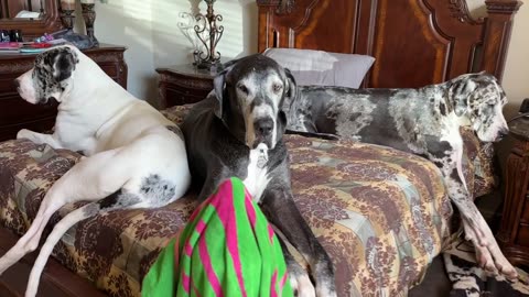 3 Funny Great Danes Don't Want To Share The Bed With A 4th or 5th Dog
