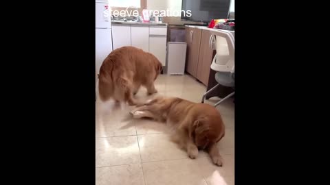 dog buddy trying to digg floor