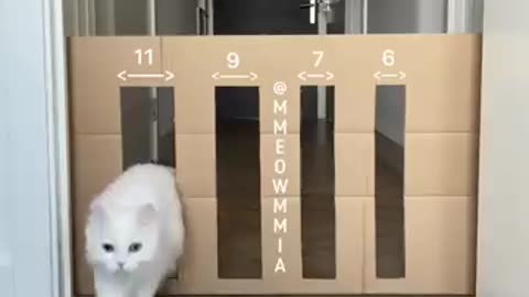 Cute cat door size