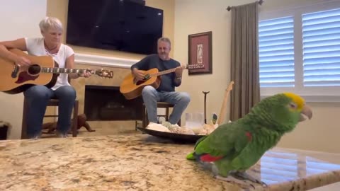 parrot singing Knockin' On Heaven's Door