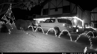 Bears at Play Ruin Halloween Display