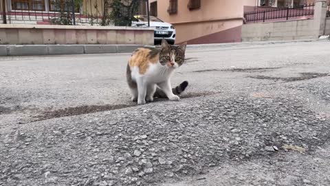 Sweet tabby cats and kitten