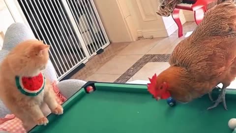 Cat and cock 🐓 funny video 😂