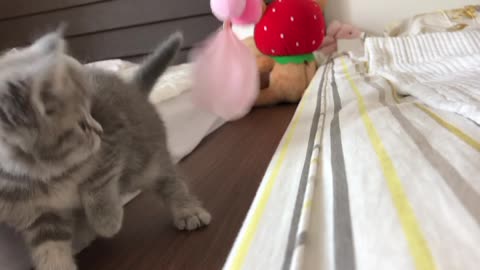A cat playing with a toy