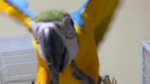 Macaw Parrot Flying