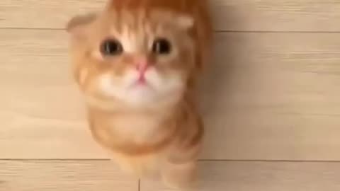 Cute Cats | #cat #shorts #kitten